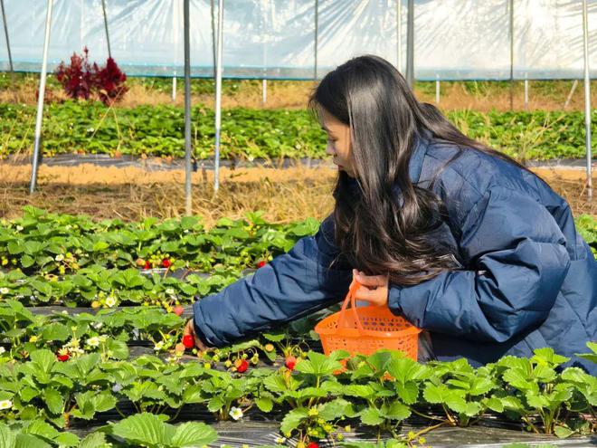 哇塞！蔡甸草莓采摘季開啟超全攻略速看→(圖1)