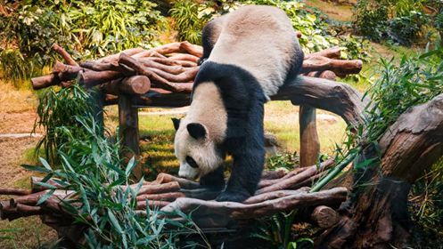香港新春親子游遛娃攻略請(qǐng)查收！(圖7)