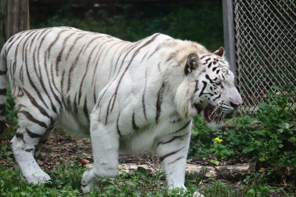 2025重慶動(dòng)物園游玩攻略（開放時(shí)間+門票+路線）(圖2)