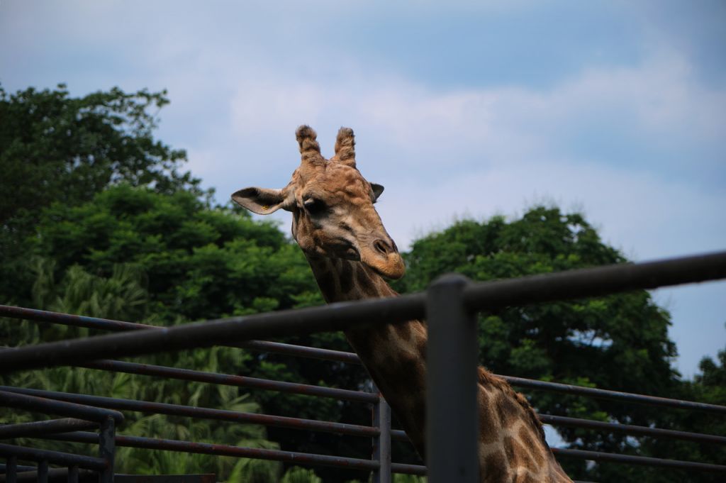 2025重慶動(dòng)物園游玩攻略（開放時(shí)間+門票+路線）(圖3)
